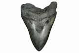 Giant, Fossil Megalodon Tooth - South Carolina #172273-2